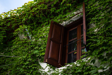 A wooden window on a house covered with lush ivy, creeping everywhere, clinging to the walls of the...