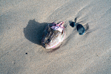 déchets d poisson sur une plage à Ouakam dans la périphérie de Dakar au Sénégal en Afrique occidentale - obrazy, fototapety, plakaty