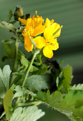 yellow flowers of celandine herb at spring - 780757215