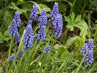 lila flowers of muscari plants at spring close up