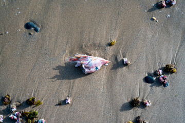 déchets d poisson sur une plage à Ouakam dans la périphérie de Dakar au Sénégal en Afrique...