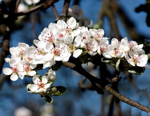 white flowers of Pear tree at spring - 780757253