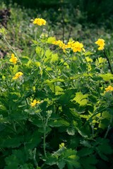 yellow flowers of celandine herb at spring - 780757292