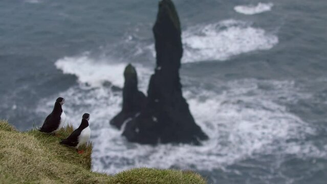 Iceland Puffin Bird on Seaside Cliff