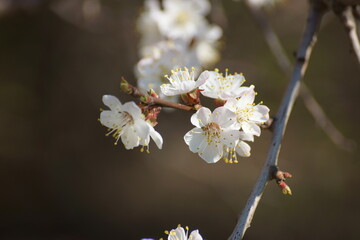 tree blossom