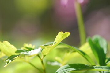 the valley in spring