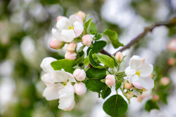 White blossoming apple trees.