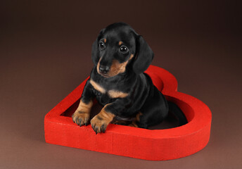 Cute little dachshund puppy with heart