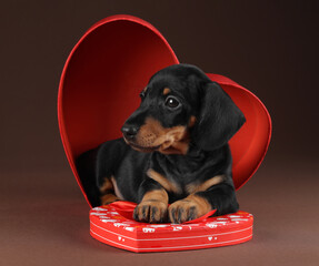Little cute dachshund puppy in a gift box