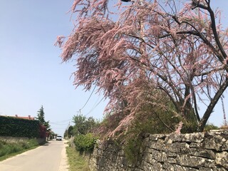 blossom tree