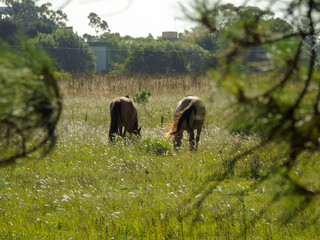 Horses in the field / Caballos en el campo