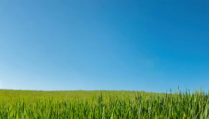 Fototapeta na wymiar Green grass on blue clear sky, spring nature theme. Panorama 