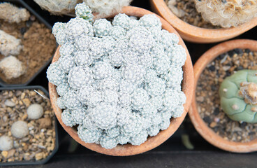 Overhead View of Mammillaria a Cactus in Terracotta Pot