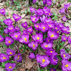 First spring early flowers. Purple crocuses close-up.