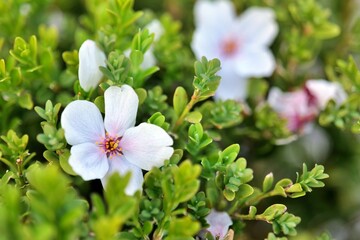 flower, 네이처, 봄, 블로섬, 식물, 백, 뜰, 개화, 여름, 미, flower, 말미잘, 식물, 나뭇잎, 매크로, 분홍, yellow, 개화, 변색, beautiful, 근접, 근접, 꽃, 딸기