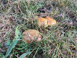 Boletus edible mushroom in autumn grass, seasonal natural background, forest mushrooms picking closeup, selective focus top view image
