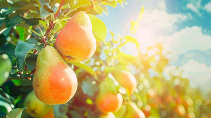 Pear harvest in the garden. selective focus. - obrazy, fototapety, plakaty
