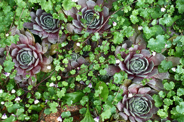 Large sempervivums and the blossoming cymbalaria muralis grow together.Plants in water drops after a rain. - obrazy, fototapety, plakaty