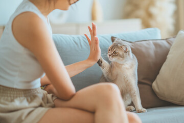 Woman and cute Scottish fold cat raising paw giving a high five at home. handshake, pet lover concept