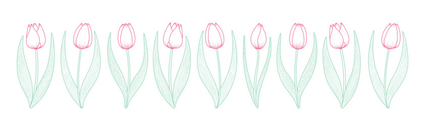 Tulip flowers horizontal border. Hand drawn line art illustration. Spring blossoms, pink blooms, decorative florals. Vector design, isolated. Mothers Day, Easter, seasonal, botanical drawing - 780769443