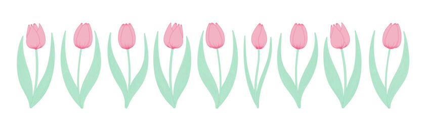 Tulip flowers horizontal border. Hand drawn line art illustration. Spring blossoms, pink blooms, decorative florals. Vector design, isolated. Mothers Day, Easter, seasonal, botanical drawing - 780769680