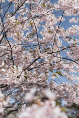 pink with white cherry blossom blossom on a tree in spring