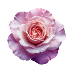 Close up of magenta hybrid tea rose on transparent background
