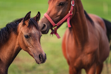 Small brown Arabian horse foal standing next to his mother, blurred green grass field background