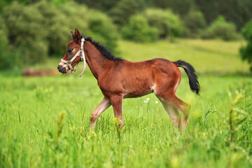 Brown Arabian horse foal walking over green grass field, side view