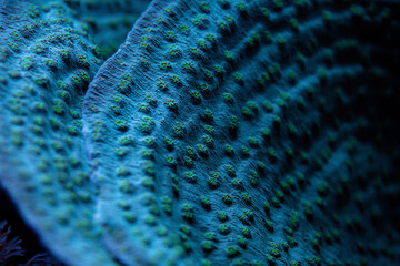 Closeup to coral in aquarium tank, Echinopora species, glowing green and blue under uv light. Abstract marine background