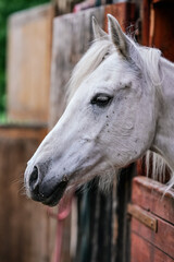 White Arabian horse with brown spots, detail - only head visible out from wooden stables box