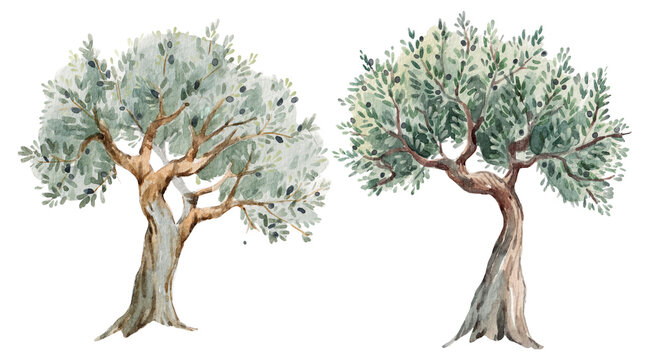 watercolor olive trees, green leaves, brown trunks clip art preview