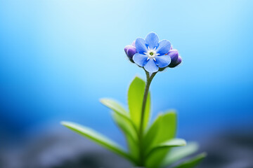close up of blue Forget-me-not flower pistil , Macro photography