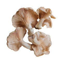 Closeup of various mushrooms on transparent background, a natural and food ingredient