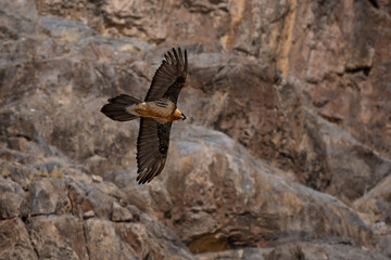 Bearded Vulture - Gypaetus barbatus, portrait of very large bird of prey from Euroepan and Asian mountains, Himalayas, Spiti valley, India.