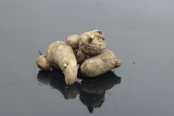 a group of colocasia  vegetable 