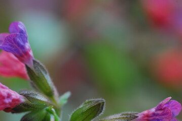 spring in the forest