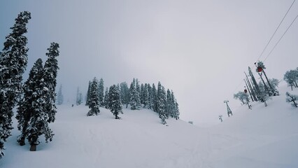snow covered pine trees
