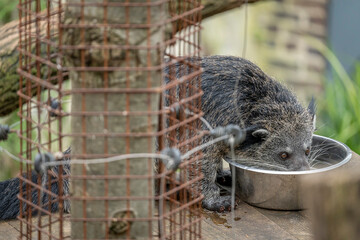 Paris, France - 04 06 2024: The menagerie, the zoo of the plant garden. View of a binturong living in a wooden platform. - obrazy, fototapety, plakaty