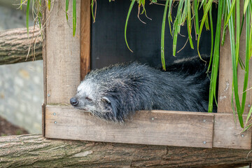 Paris, France - 04 06 2024: The menagerie, the zoo of the plant garden. View of a binturong living in a wooden platform. - obrazy, fototapety, plakaty