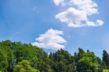 初夏の青空と森林