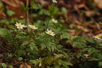 spring in the forest