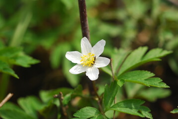 spring in the forest