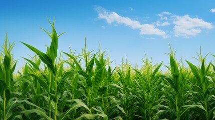 Fototapeta premium Scenic view of well organized cornstalks reaching for the blue sky