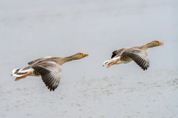 Two Greylag Goose (Anser anser) in flight. Gelderland in the Netherlands.   