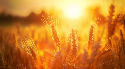 Zelfklevend Fotobehang Close-up of golden wheat ears against a sunset landscape © Chingiz