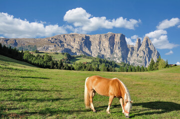 Seiser Alm resp.Alpe di Siusi with famous Mount Schlern resp.Sciliar in Background,South Tyrol,Trentino,Italy