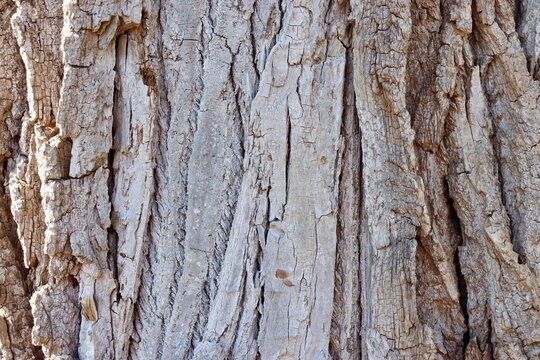 A close view of the old wood tree bark surface.