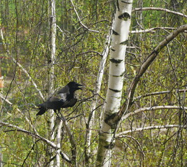 A crow sits on a birch tree..
