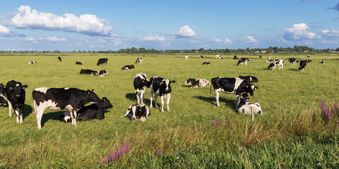 Schwarzbunte Holstein-Rinder auf einer Weide bei Meggerdorf in der Eider-Treene-Sorge Niederung in Schleswig-Holstein, beim Grasen oder Ruhen und Wiederkäuen.